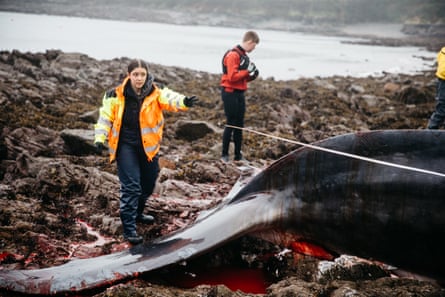 BDMLR mesurant le rorqual commun.