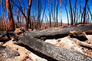 Forest destroyed by bush fires near Michelago, New South Wales.