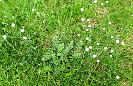 Ragwort and Daisy