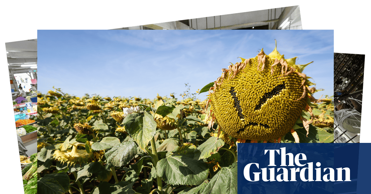 Mouse Tower trekkers and an angry sunflower: photos of the day – Monday