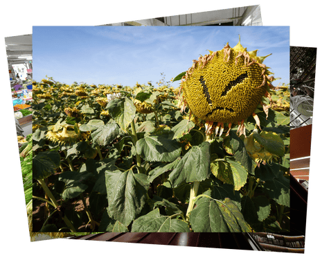 A dry sunflower resembling an angry face emoji in a field
