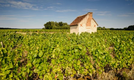 Sauvignon Blanc grapes in Loir-et-Cher.