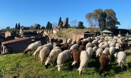 Sheep grazing near the excavated areas of Pompeii.