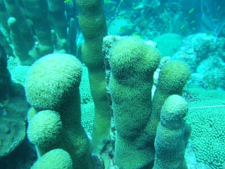 柱サンゴ