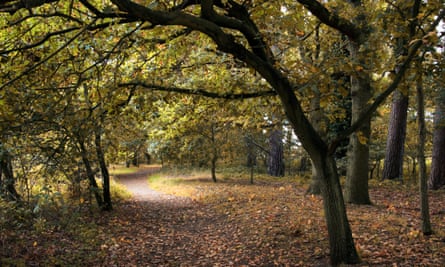 A path through trees at West Stow country park.