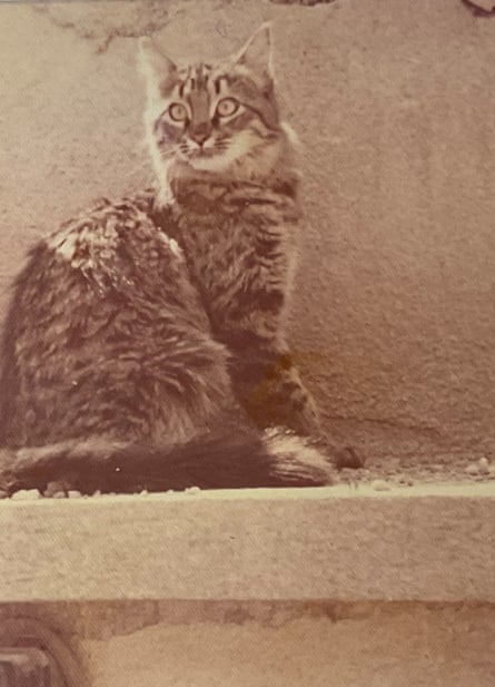 Womble was rescued from a drain in Tehran.