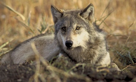 WildEarth Guardians protects wildlife in the American West, like the gray wolf.