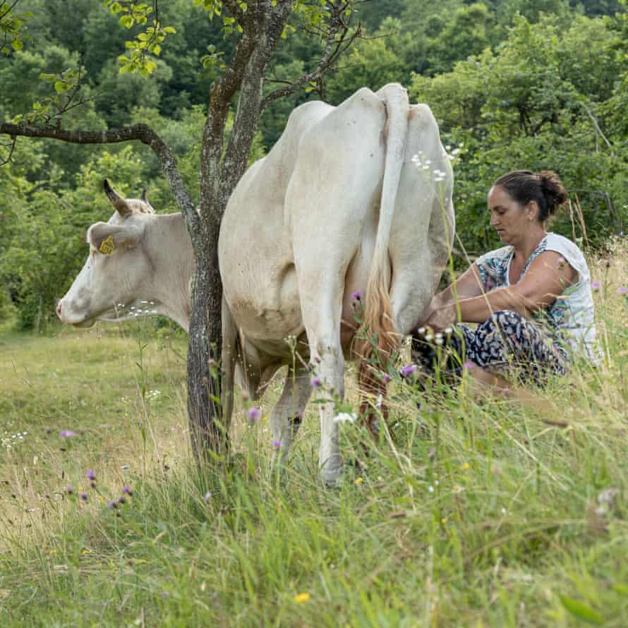 Floarea milks a cow in the pasture