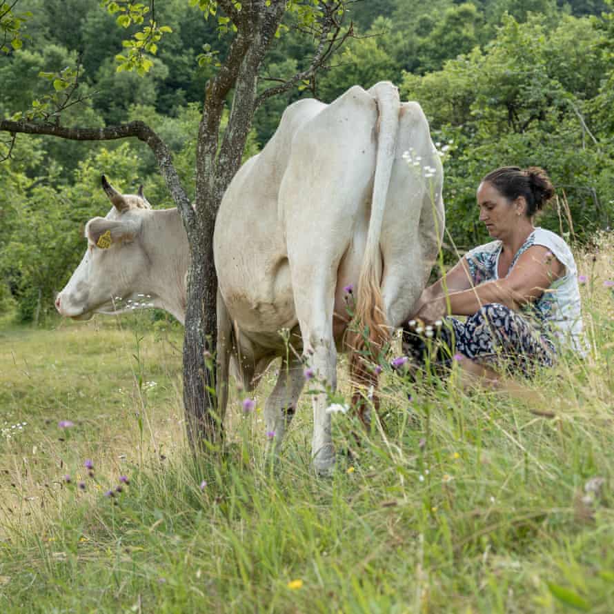     Floarea mulge o vacă la pășune