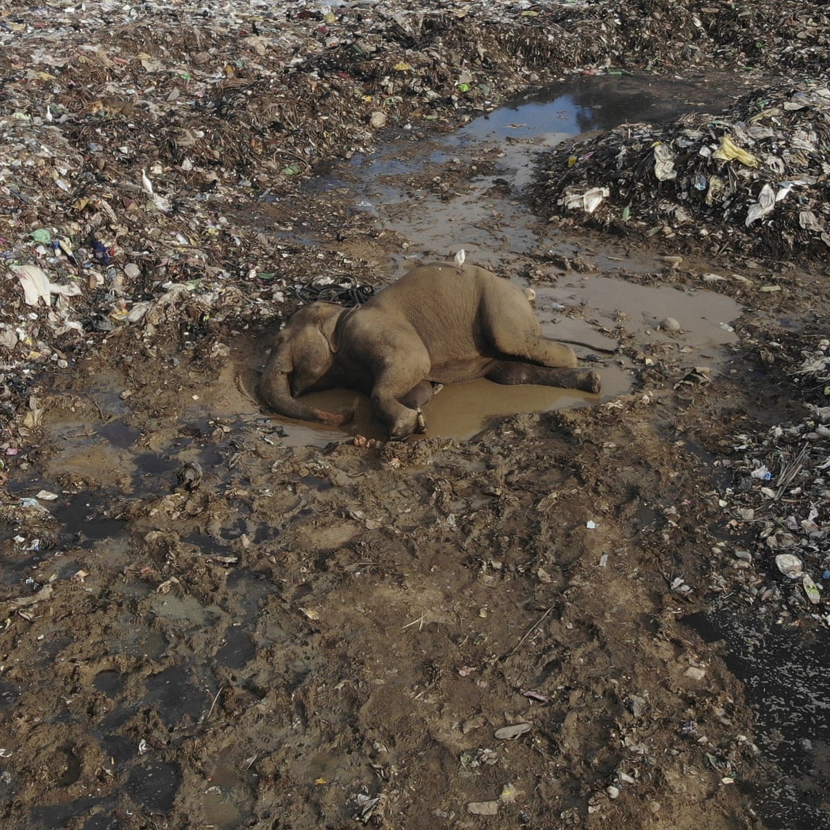 Two more elephants die after eating plastic waste in Sri Lankan dump | Sri Lanka | The Guardian
