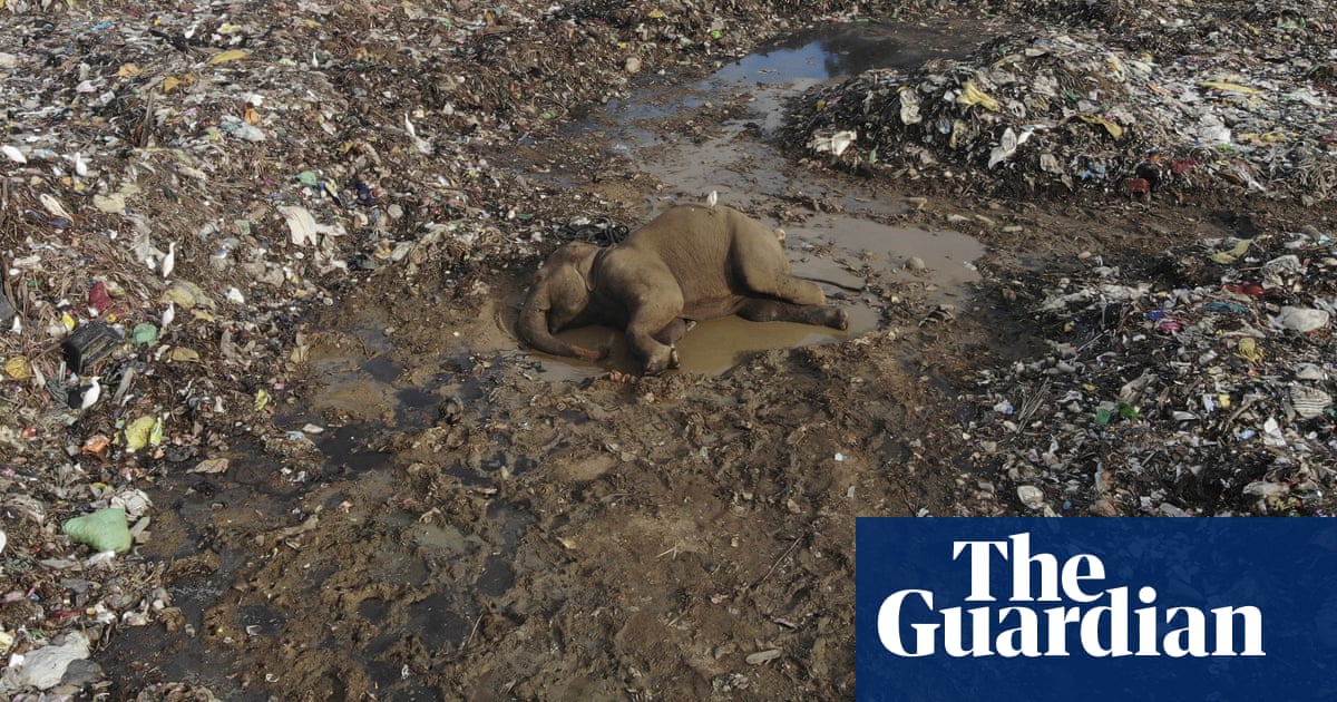 Two more elephants die after eating plastic waste in Sri Lankan dump