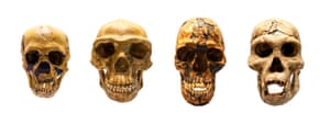 From L to R : Fossil skull of Homo neanderthalis, Homo antecessor, Homo sapiens and Homo erectus