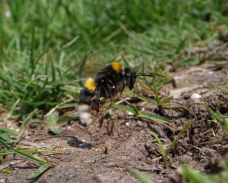 A buff-tailed bumblebee