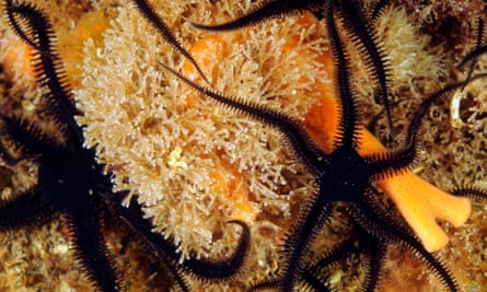 A black brittlestar, bryozoans and orange sponge off the west Scottish coast.
