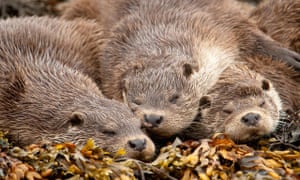Family of otters