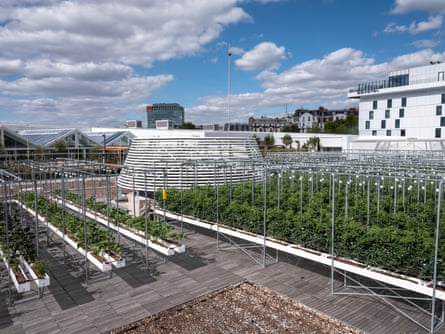The Impact of Rooftop Farming in Major Cities