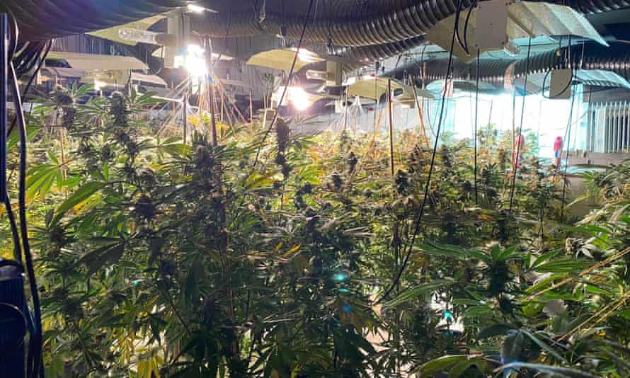 A cannabis factory in a former Coventry nightclub.