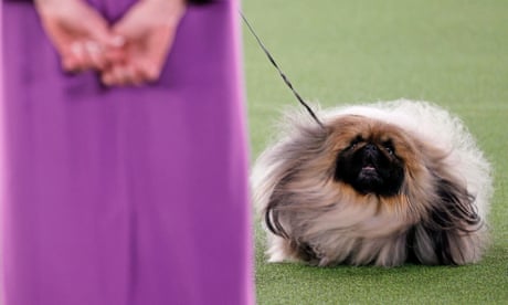 wasabi the pekingese wins best in show at westminster dog show video life and style the guardian