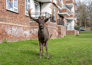 The warmer weather has brought deer back to a housing estate in East London, UK. Deer roam freely amongst the washing lines, bin sheds and are part of urban daily life in Harold Hill