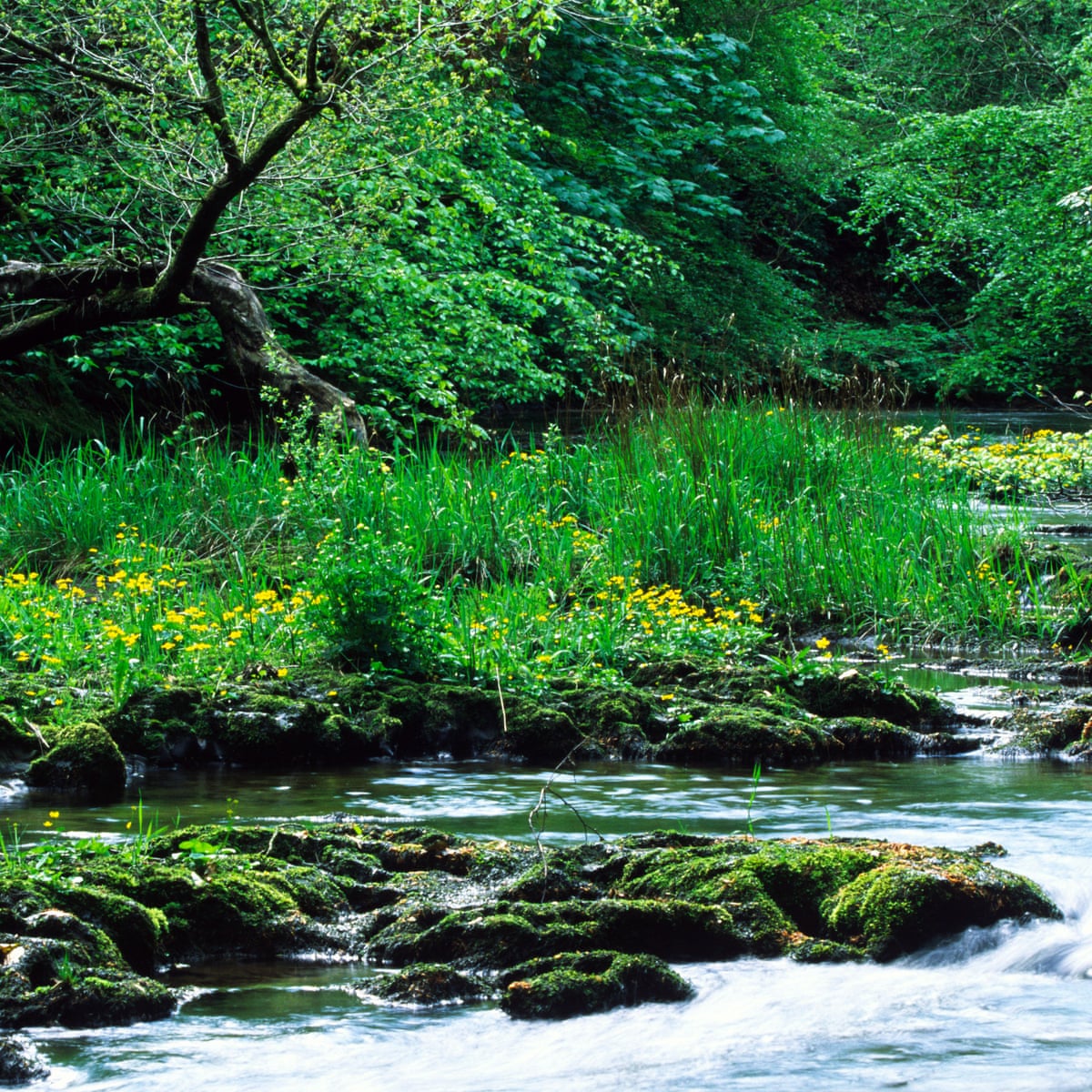 The Giver River the-giver-river