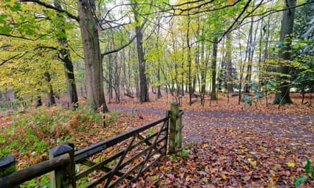 Abinger Roughs in autumn.