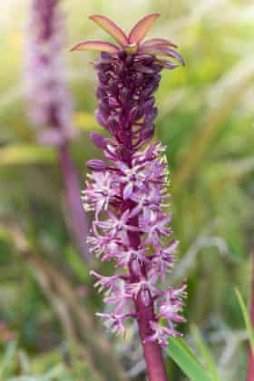 Purple eucomis, also known as pineapple lily.
