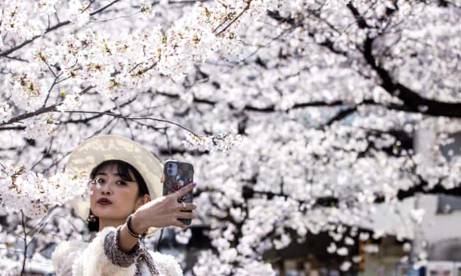 Woman takes selfie with cherry blossom in Tokyo, Japan