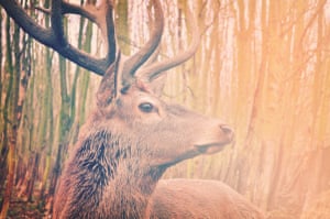 Deer