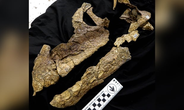 El cráneo del titanosaurio Ann, un raro y bien conservado ejemplo de cabeza de dinosaurio que fue descubierto durante una excavación en Queensland en 2018. Fotografía: Museo Australiano de Historia Natural El cráneo del titanosaurio Ann, un raro y bien conservado ejemplo de cabeza de dinosaurio que fue descubierto durante una excavación en Queensland en 2018. Fotografía: Museo Australiano de Historia Natural