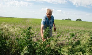 University of Nebraska plant geneticist Ismail Dweikat have faced a series of hurdles.