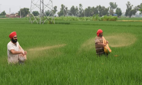 Farmers throws fertiliser in a paddy field at Miyadi Kalan village, near Amritsar in India.