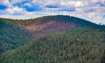 View of red patch of dead trees in hilly green forest.