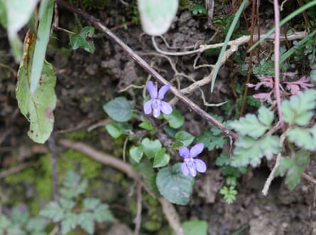 Dog violets on the hedge bank.