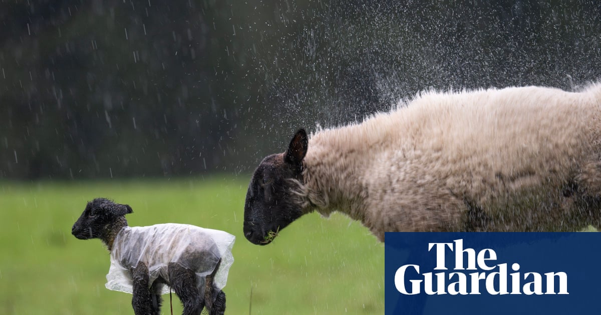 Lamb in a coat, floods and prayers: photos of the day – Friday
