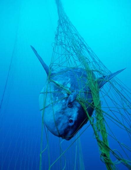 And ocean sunfish caught in a net in Sardinia, Italy