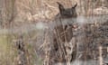 An Iberian lynx mother with one of the three cubs from this year’s litter.