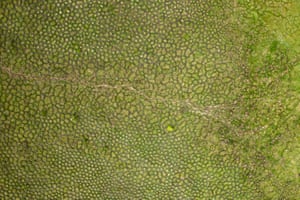 Winner, landscape ecology and ecosystems. Delphine Renard, University of California Santa BarbaraThis aerial view of surales structures in Colombia,South America was taken by drone. Not only are these geometric land structures visually interesting, they arise through a fascinating ecological process — the foraging activity of earthworms.