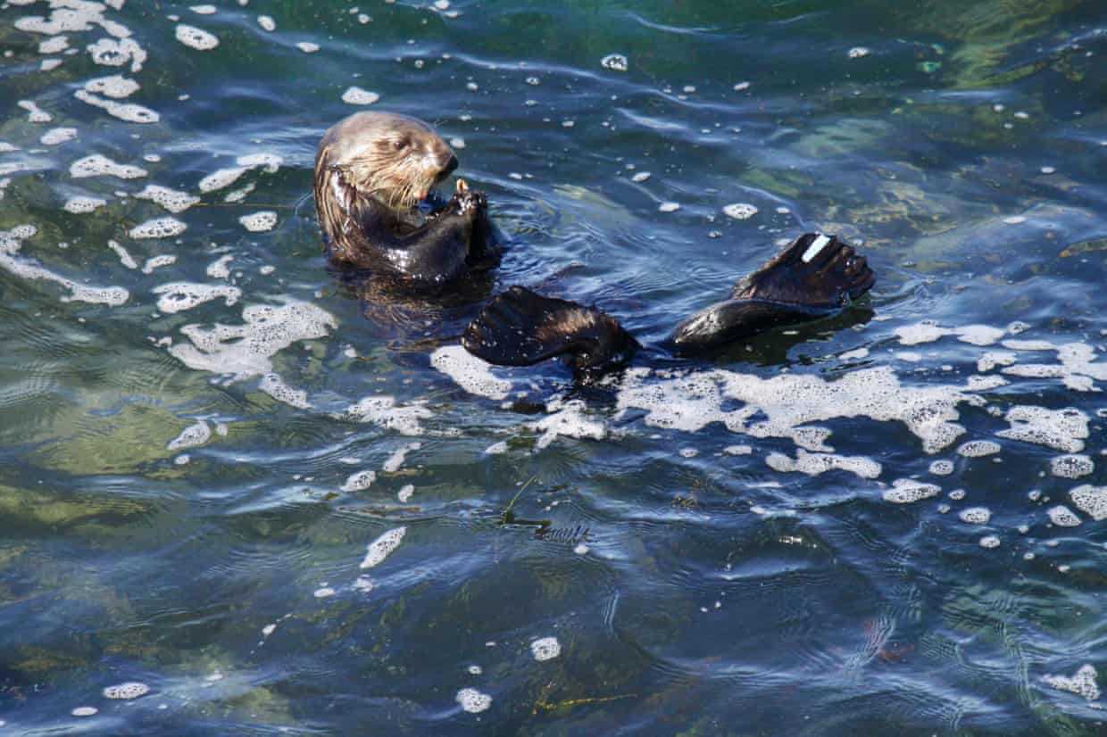‘Highly unusual’: the surfboard-swiping sea otter eluding California authorities (theguardian.com)