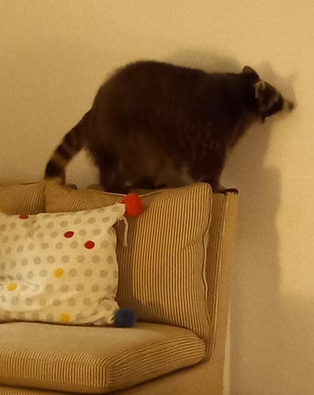 ‘She stripped the wallpaper off my walls with my dog’ … Mishka.