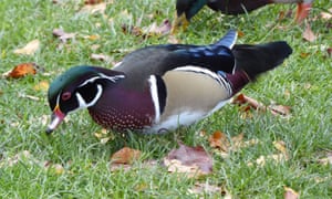 Carolina Wood Duck|This beautifully coloured duck was happily feeding with the local ducks by the lake at Cae Ddol park,Ruthin.Just the one on the 3 November,it made my day.
