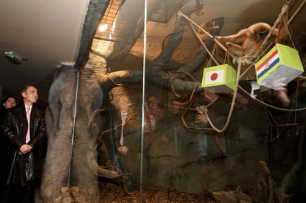 Japan’s Ambassador Iso Masato (L) watches as Gibbon Kent and his pack choose food from one of the bags in the colours of Japan (L) and Croatia (R) at Zagreb Zoo.