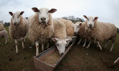 Sheep take feed in Wales