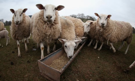 Sheep on a farm in Brecon, Wales