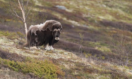 The week in wildlife – in pictures