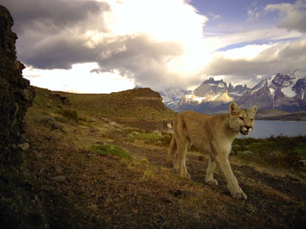 Pumas have been protected in Chile since the 1980s, but are still hunted on farmlands