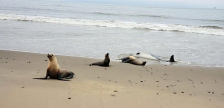 Sea lions and dolphins are dying at unprecedented rates along the California coast.