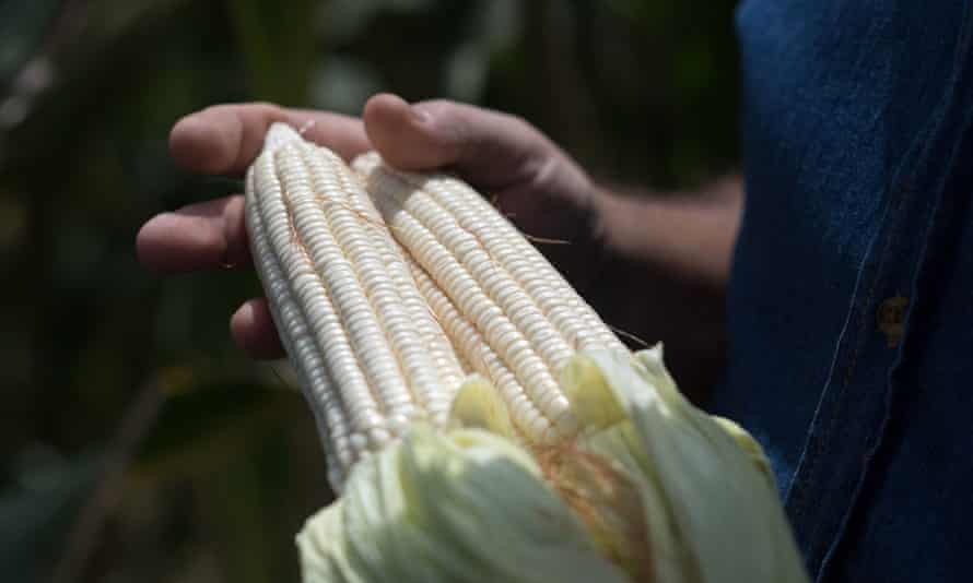 2021’s ingredient of the yr: 19 Australian meals lovers share their favourites | Australian food and drinks 85 Hands holding corn cobs