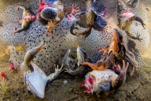 Frogs with their legs severed and surrounded by frogspawn struggle to the surface, after being thrown back into the water in Covasna, Eastern Carpathians, Romania