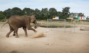 An elephant predicts World Cup results