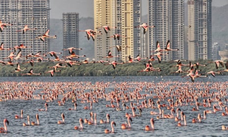 Flamingos at NRI colony in Navi Mumbai, India.